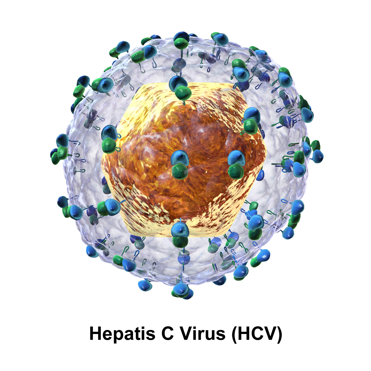 Hepatis C Virus (HCV)